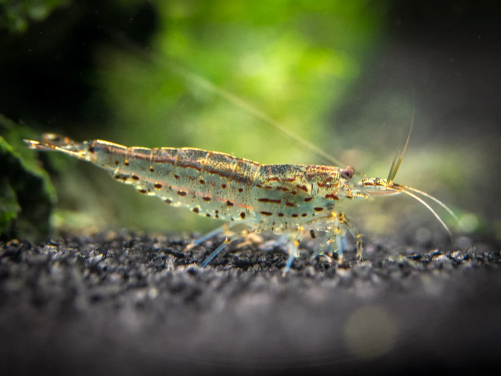 Bring Your Aquarium to Life